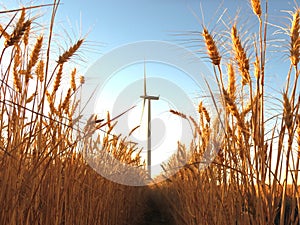 Hay in Oregon