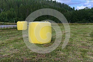 Hay packed in yellow plastic film in round rolls on a green field