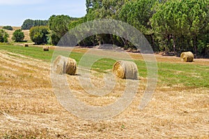 Hay pile in a farm field in Vale Seco, Santiago do Cacem photo