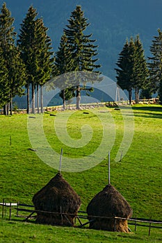 Hay piles on farmland