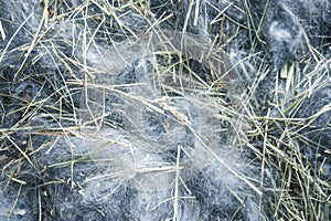 Hay with rabbit fluff