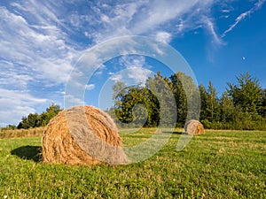 Hay roll bales in field against grove during sunny summer day with cirrus clouds in sky, cattle fodder over winter time