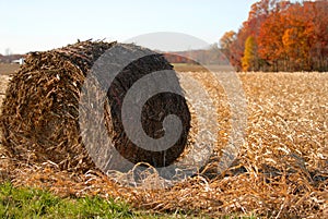 Hay roll in a rural corn field after the harvest