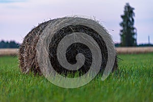 The hay roll stands uncollected in a green meadow