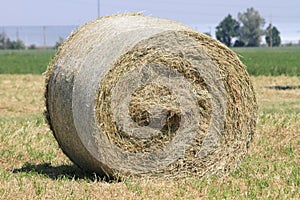 Hay roll of Tuscany