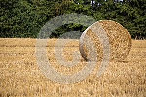 Hay roll during wheat harvest time