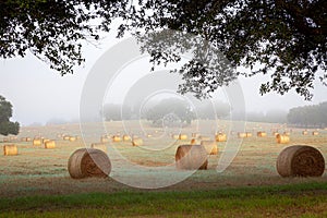 Hay rolls on a farm field with fog