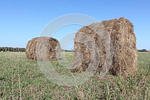 Hay rolls lying on a sloping fieldin the fall