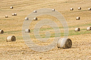 Hay-Rolls On Meadow After Harvest