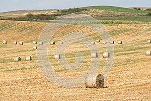 Hay-Rolls On Meadow After Harvest