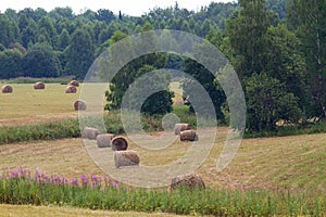 Hay rolls in a mown meadow