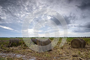 Hay Rolls in Paddy Field