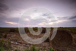 Hay rolls at paddy field