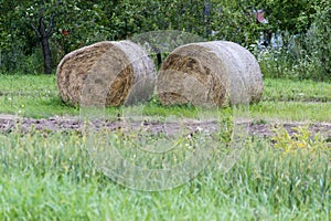 Hay rolls prepared for winter for cows and other farm animals