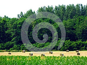 Hay rolls on a rural farm land with lush green forest background and bright green corn field in the foreground