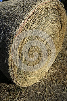 Hay Rolls