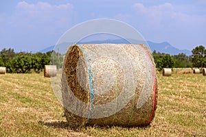 Hay rolls on a village field in northern Italy. Beautiful sunny spring day Selective Focus Northern Italy