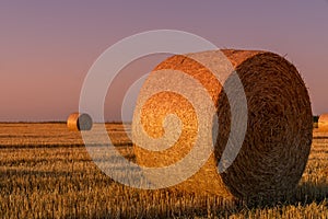 Hay rolls and warm sunset sunlight in the field