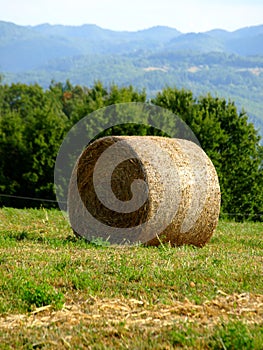 Hay's roll