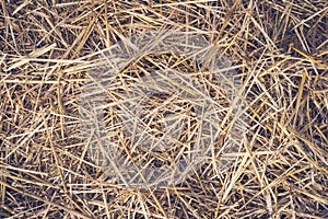 Hay seamless background. Yellow dry autumn grass on the ground. The texture of hay