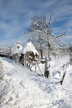 Hay on snowy household