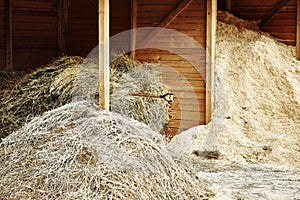 Hay in the stable. farm cattle breeding.