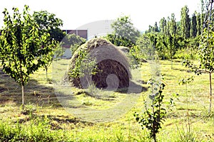 Hay stack on a field nearby a plum trees orchard - Image . Close-up of a single big haystack near green forest in summer season