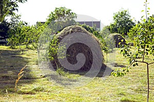 Hay stack on a field nearby a plum trees orchard - Image . Close-up of a single big haystack near green forest in summer season