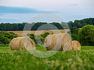 Hay Stack Harvest Summer Wheat