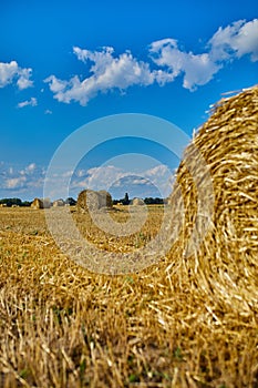 Hay, stacks bales with wheat, field after harvest with hay rolls Agriculture