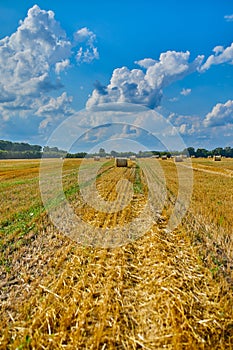 Hay, stacks bales with wheat, field after harvest with hay rolls Agriculture