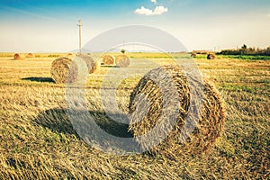 Hay in the stacks on the field