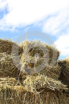 Hay