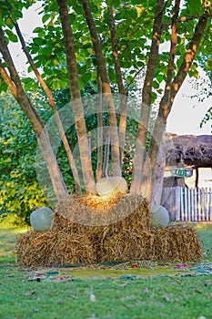 Hay stacks with pumpkins