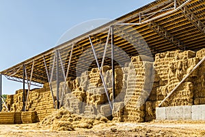 Hay storage with harvested bales of hay for cattle