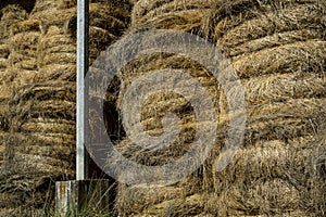 The hay storage shed full of bales on farm, Rural land cowshed farm