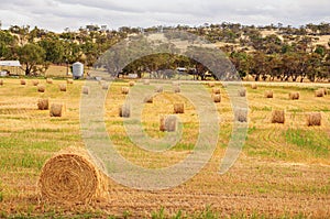 Hay and straw bales in the end of summer