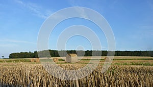 Hay Straw Bales on the Stubble Field, Blue Sky and Forest Backg