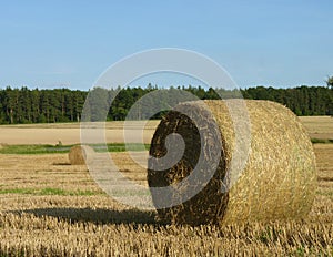 Hay Straw Bales on the Stubble Field, Blue Sky and Forest Background