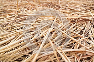 Hay or straw or dry grass background texture.