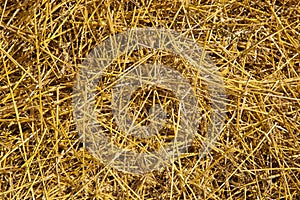 Hay texture