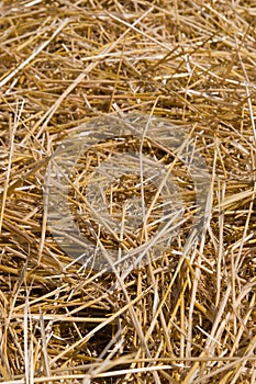 Hay texture