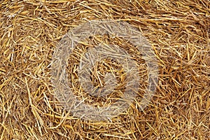 Hay texture