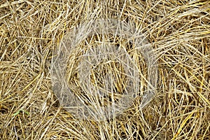 Hay texture