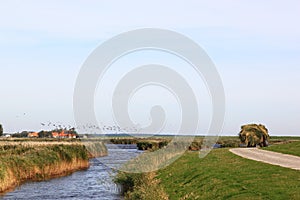 Hay transporting tractor at rural Ameland island, Holland