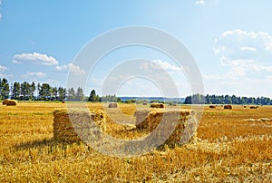 Hay vertical rolls on harvest field.