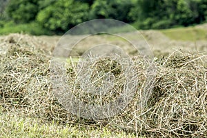 Hay windrow close up