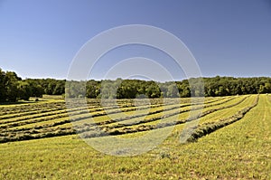 Hay windrows in a field