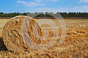 Hay on yellow summer field