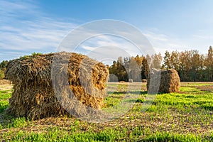 Haybale at a field with green grass. Autumn landscape